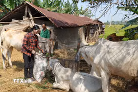 Các chính sách giảm nghèo được triển khai toàn diện, bao gồm tín dụng ưu đãi, dạy nghề. (Nguồn: TTXVN)