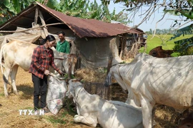 Các chính sách giảm nghèo được triển khai toàn diện, bao gồm tín dụng ưu đãi, dạy nghề. (Nguồn: TTXVN)