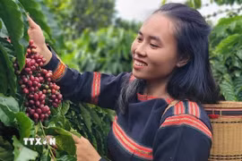Thu hoạch cà phê được trồng bằng phương pháp hữu cơ. (Ảnh: Hồng Điệp/TTXVN)