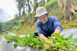 Một lao động hộ nghèo tại Lào Cai đã thoát nghèo và phát triển thành công mô hình trồng dâu tây sau khi đi làm việc ở Hàn Quốc trở về nước. (Ảnh: PV/Vietnam+)