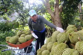 Người dân thu hoạch sầu riêng Ri6 ở Cần Thơ. (Ảnh: Thu Hiền/ TTXVN)