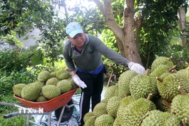 Người dân thu hoạch sầu riêng Ri6. (Ảnh: Thu Hiền/ TTXVN)