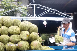 Thu hoạch sầu riêng sắp vào chính vụ. (Ảnh: Thu Hiền/TTXVN)