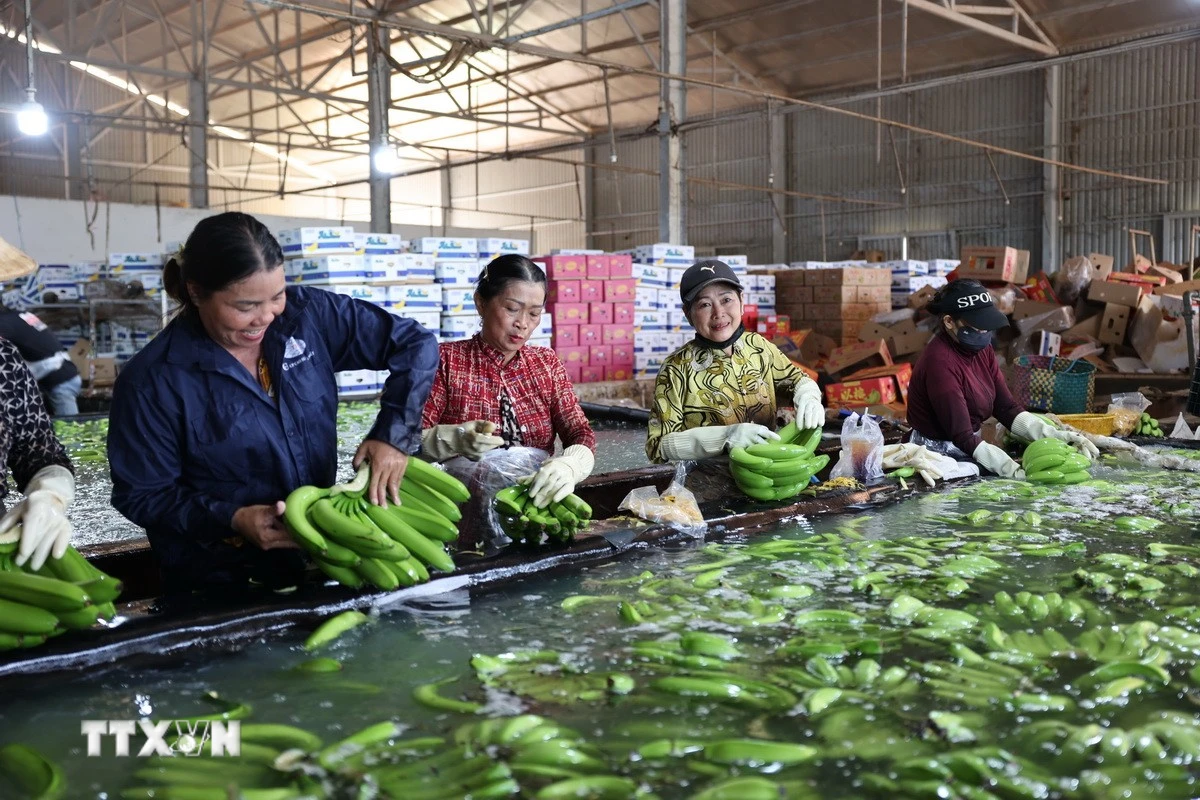 TP.HCM chuẩn hóa mã vùng trồng, mở rộng cơ hội xuất khẩu nông sản