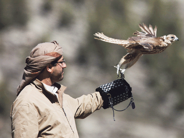 Cuộc thi "sắc đẹp chim ưng" quốc tế sắp diễn ra tại UAE ảnh 1
