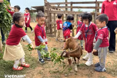 Các "du khách nhí" trải nghiệm cho dê ăn cỏ ở một nông trại ngoại thành Hà Nội. (Ảnh: CTV/Vietnam+)