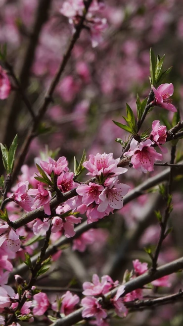 Thông điệp chúc Tết Bính Ngọ 2026 của Chủ tịch nước Lương Cường