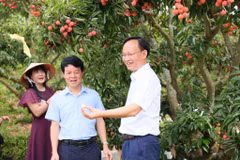 Ông Phạm Văn Thịnh – Phó Chủ tịch Uỷ ban Nhân dân tỉnh Bắc Giang giới thiệu trái vải tới những người xem trực tiếp trên toàn quốc. (Ảnh: TikTok Shop)