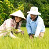 Nông dân kiểm tra ruộng lúa. (Ảnh: PV/Vietnam+)