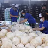 Đóng gói dừa tươi xuất khẩu. (Ảnh: Minh Trí/TTXVN)