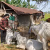 Các chính sách giảm nghèo được triển khai toàn diện, bao gồm tín dụng ưu đãi, dạy nghề. (Nguồn: TTXVN)