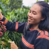 Thu hoạch càphê. (Ảnh: Hồng Điệp/TTXVN)