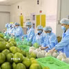 Chế biến nông sản xuất khẩu. (Ảnh: TTXVN)