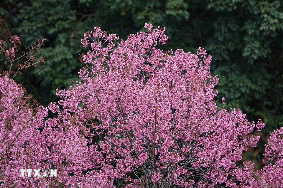 Những chùm hoa lung linh khoe sắc, tạo nên một bức tranh thiên nhiên tuyệt đẹp trên mảnh đất Mù Cang Chải. (Ảnh: Tuấn Anh/TTXVN)