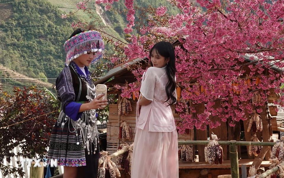 Du khách không khỏi ngỡ ngàng, trầm trồ trước vẻ đẹp nguyên sơ, mộc mạc nhưng đầy cuốn hút của loài hoa Tớ Dày, một loài hoa gắn bó với bao thế hệ người Mông vùng cao nơi đây. (Ảnh: Tuấn Anh/ TTXVN)