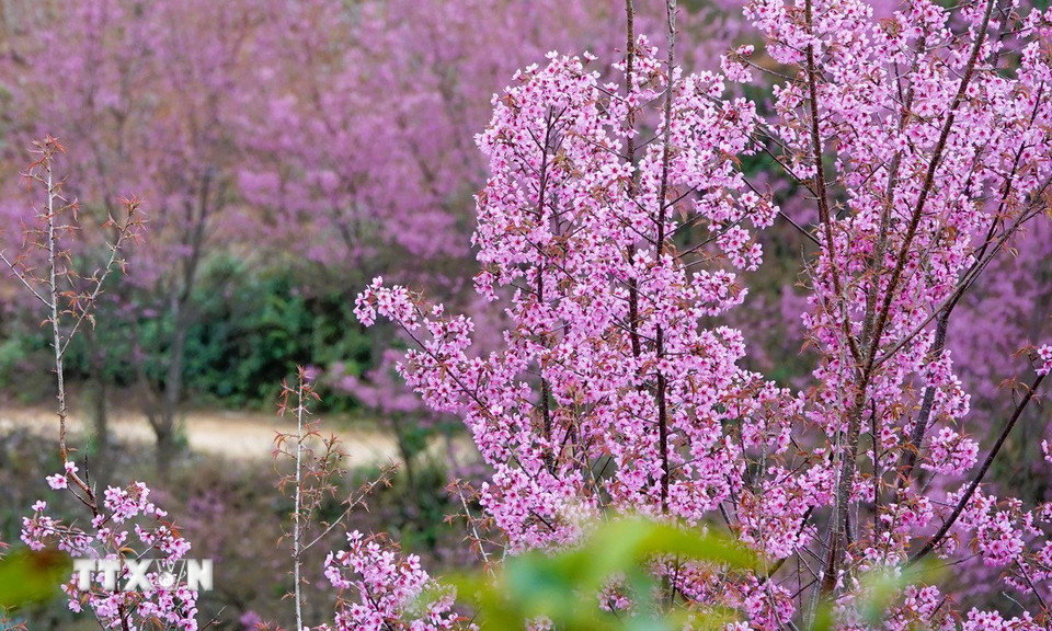 Mù Cang Chải sẽ khai mạc Festival Khèn Mông và Lễ hội Hoa Tớ Dày năm 2026 vào tối 3/1/2026 với nhiều hoạt động đặc sắc. (Ảnh: Tuấn Anh/TTXVN)