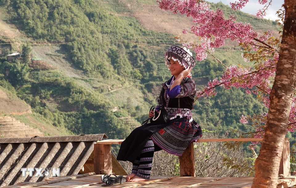 Những năm gần đây, cứ vào mùa hoa Tớ Dày, Mù Căng Chải lại tổ chức thành lễ hội hàng năm, thu hút du khách. (Ảnh: Tuấn Anh/TTXVN)