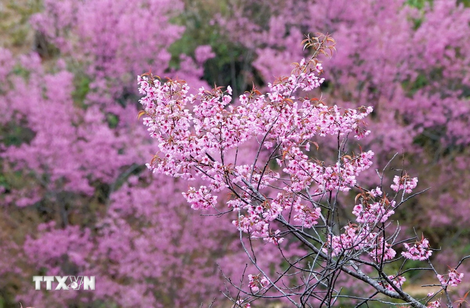 Những chùm hoa Tớ Dày khoe sắc hồng rực, thu hút du khách đến với vùng cao Mù Cang Chải. (Ảnh: Tuấn Anh/TTXVN)