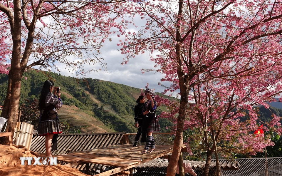 Người dân bản địa đã biết nắm bắt vẻ đẹp của hoa Tớ Dày phục vụ phát triển du lịch. (Ảnh: Tuấn Anh/TTXVN)