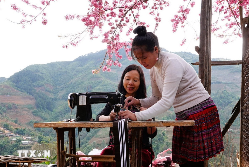 Hoa Tớ Dày được người dân vùng cao Mù Cang Chải trồng quanh nhà. (Ảnh: Tuấn Anh/TTXVN)