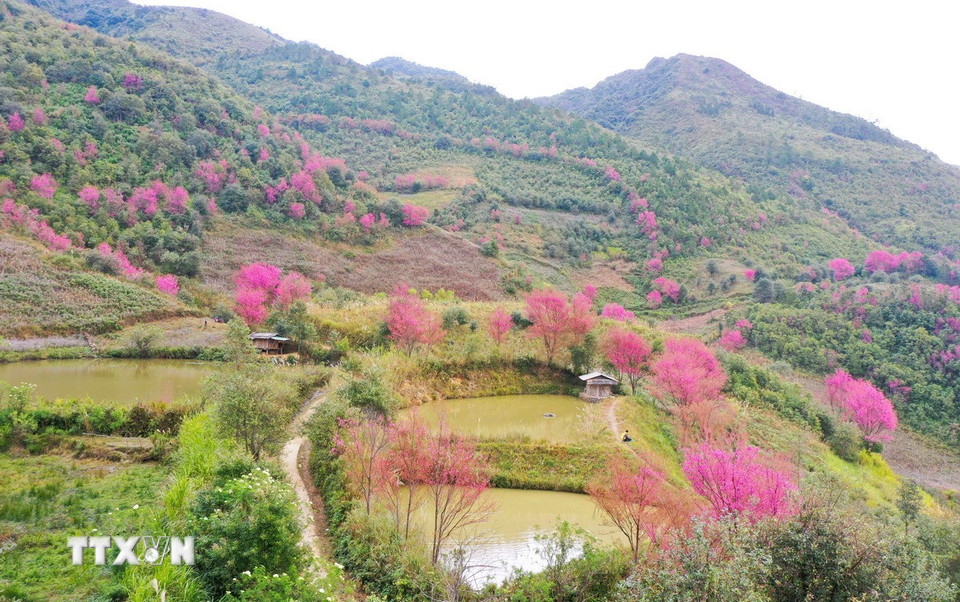 Sắc hồng của hoa Tớ Dày xen kẽ giữa màu xanh của núi rừng, tạo nên một bức tranh vừa hùng vĩ vừa thơ mộng. (Ảnh: Tuấn Anh/TTXVN)