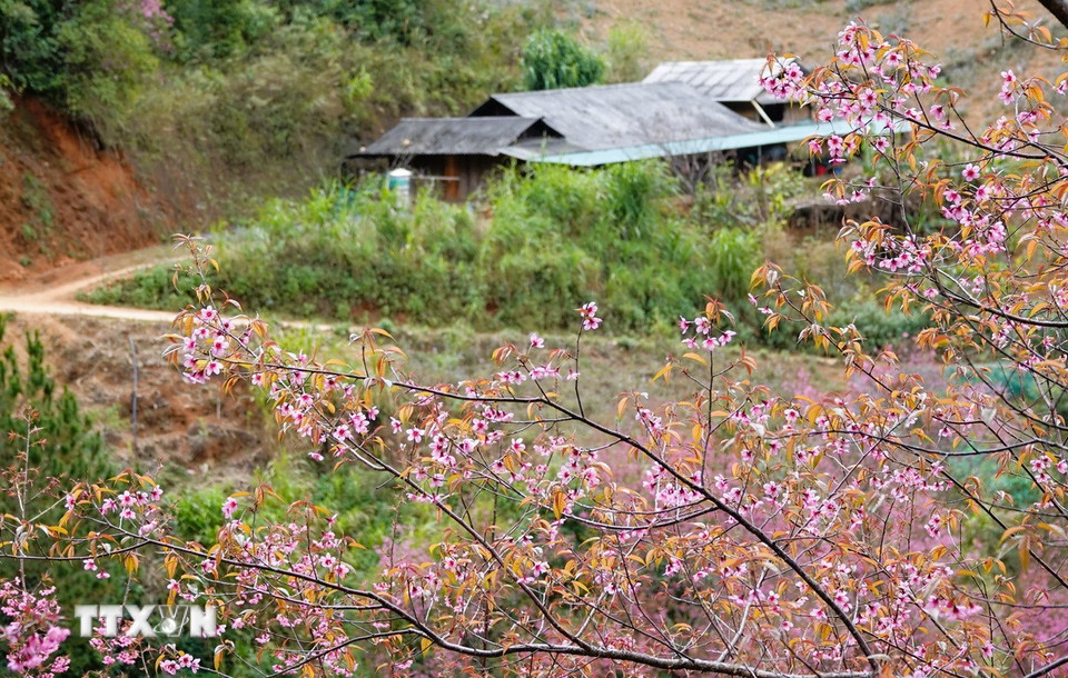 Tớ Dày, loài hoa mộc mạc, thuần khiết đã trở thành điểm nhấn cho du lịch vùng cao, mở ra cơ hội phát triển kinh tế và gìn giữ bản sắc địa phương. (Ảnh: Tuấn Anh/ TTXVN)