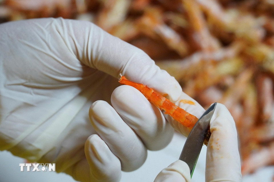 Công đoạn làm tôm khô "móng chim", một sản phẩm độc đáo, có giá trị cao để phục vụ thị trường Tết. (Ảnh: Huỳnh Anh/TTXVN)