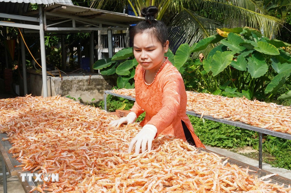 Chị Nguyễn Minh Thư, xã Tạ An Khương, trực tiếp kiểm tra tôm khô sau công đoạn sấy, phơi nắng. (Ảnh: Huỳnh Anh/TTXVN)