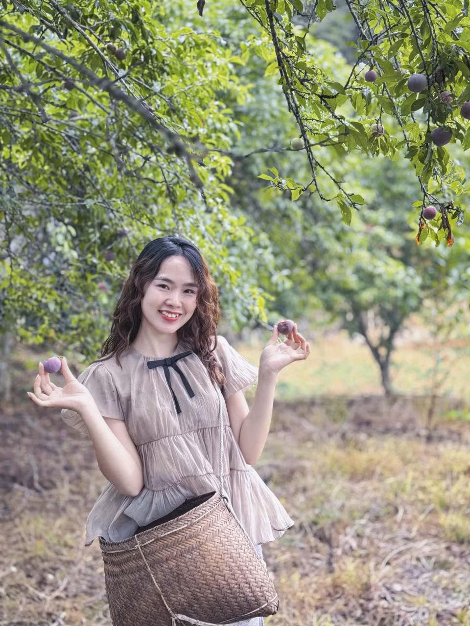 Du khách thích thú hái mận chín ngay tại vườn. (Ảnh: Xuân Tư/TTXVN)