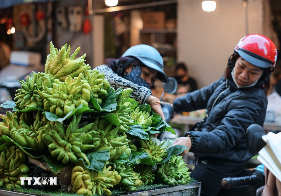 Tìm mua phật thủ ưng ý dâng lên bàn thờ gia tiên. (Ảnh: Hoàng Hiếu/TTXVN)