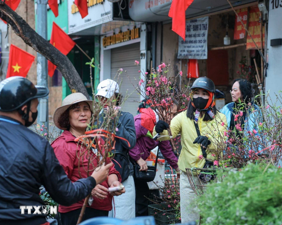 Người dân đi chọn cành đào đẹp sáng 16/2. (Ảnh: Hoàng Hiếu/TTXVN)