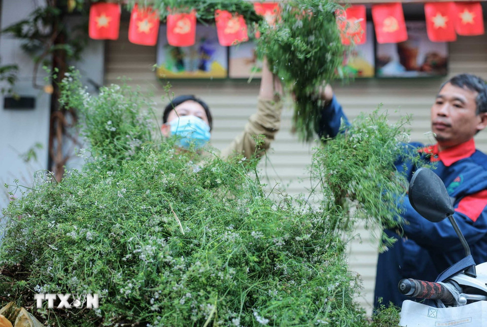 Mua mùi già trong phiên chợ cuối năm là một phong tục truyền thống được nhiều gia đình gìn giữ mỗi dịp Tết đến xuân về. (Ảnh: Hoàng Hiếu/ TTXVN)