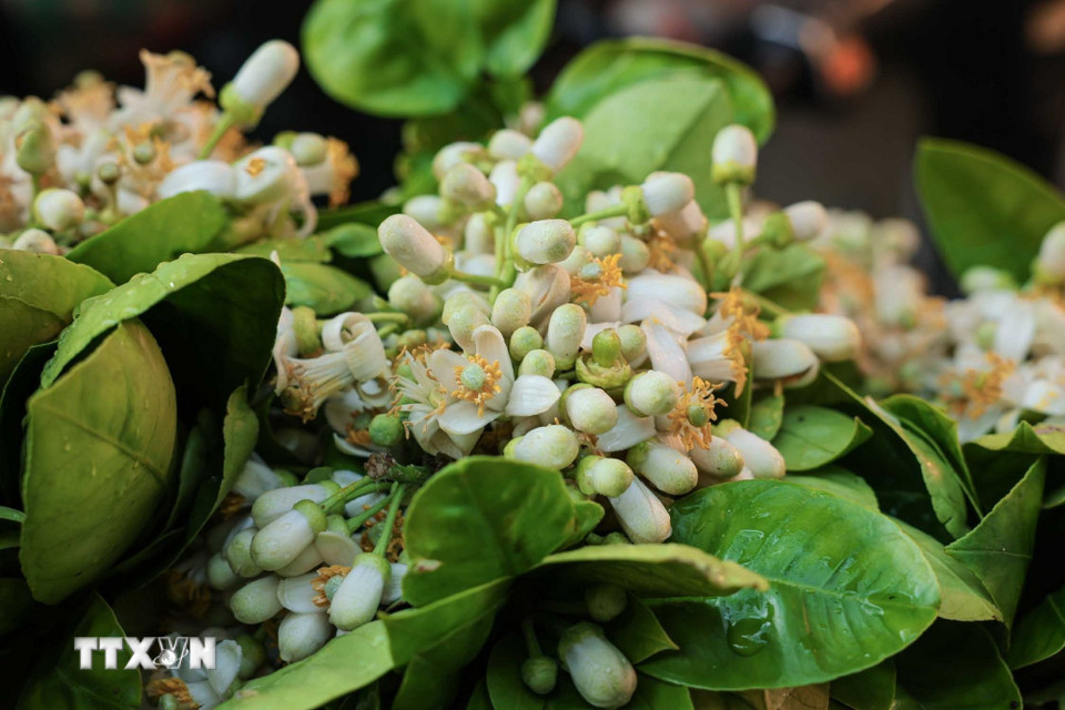 Hoa bưởi được bày bán nhiều trong phiên chợ cuối năm. (Ảnh: Hoàng Hiếu/TTXVN)