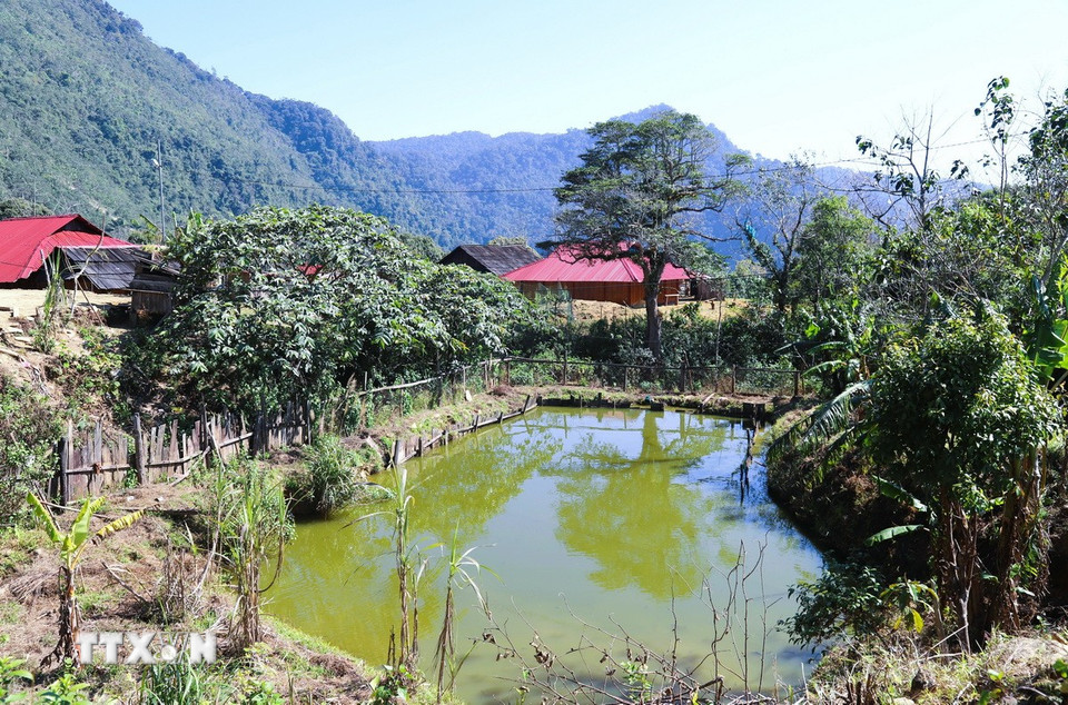 Người Mông bản Huồi Măn ngăn dòng, đắp bờ, tạo thành những ao nuôi để nuôi cá, tạo nguồn thực phẩm cho gia đình. (Ảnh: Xuân Tiến/TTXVN)