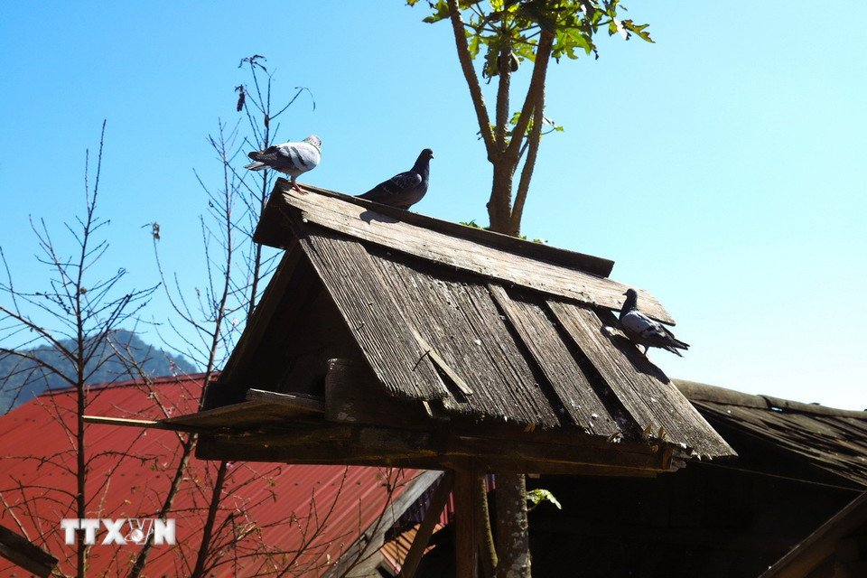 Chuồng chim bồ câu bên hiên nhà được đồng bào Mông bản Huồi Măn làm bằng gỗ samu. (Ảnh: Xuân Tiến/TTXVN)