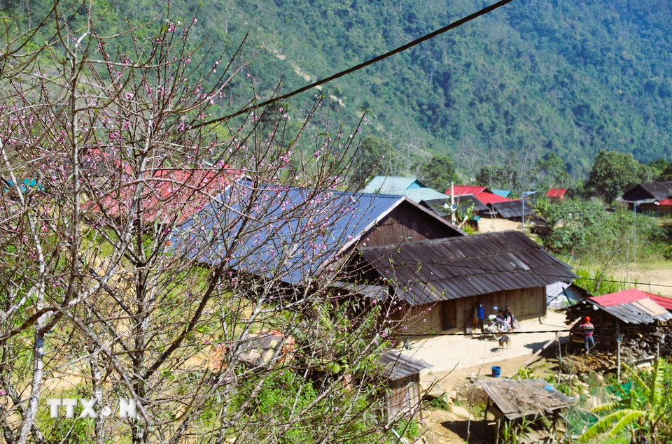 Những cây đào rừng cổ vào dịp gần Tết đã kịp bung nở hoa tô điểm sắc thắm cho cảnh quan bản Huồi Măn (xã Nhôn Mai, tỉnh Nghệ An). (Ảnh: Xuân Tiến/TTXVN)