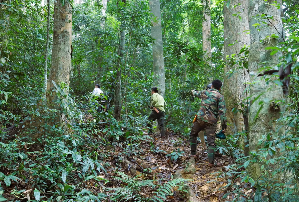 Quần thể cây gỗ quý như lim xanh, táu xanh, sến mật có chu vi hơn một người ôm, tán lá đan xen tạo thành mái vòm xanh thẳm. (Ảnh: Xuân Tiến/TTXVN)