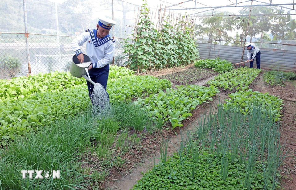 Các chiến sỹ trên đảo Hòn Khoai, Cà Mau tích cực chăn nuôi, trồng trọt góp phần cải thiện đời sống. (Ảnh: Trần Việt/TTXVN)