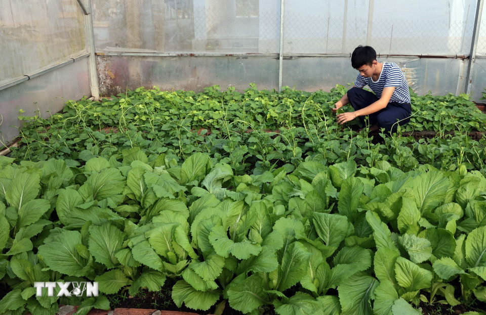 Rau xanh, thực phẩm không thể thiếu đối với cán bộ, chiến sỹ trên đảo Hòn Đốc, An Giang. (Ảnh: Trần Việt/ TTXVN)