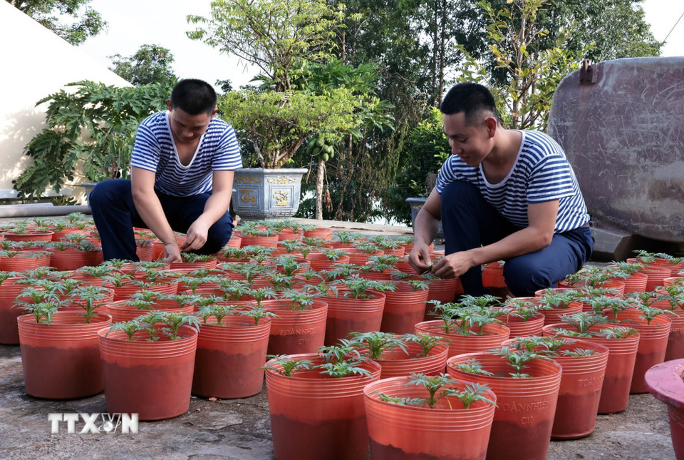 Các chiến sỹ trên đảo Hòn Chuối chăm chỉ trồng cây, cải thiện đời sống. (Ảnh: Trần Việt/TTXVN)