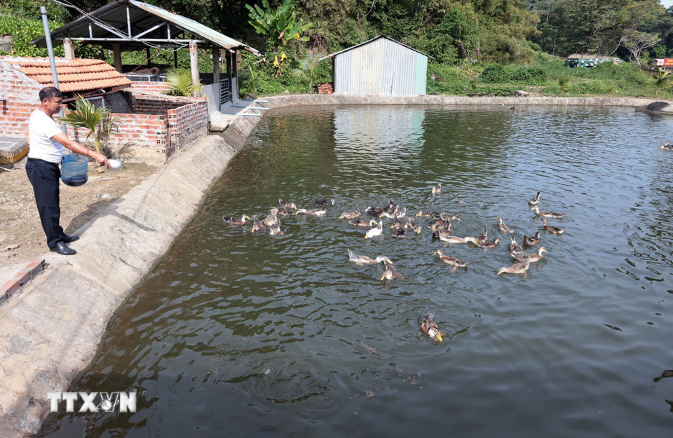 Các chiến sĩ trên đảo Hòn Khoai, Cà Mau tích cực chăn nuôi, trồng trọt góp phần cải thiện đời sống. (Ảnh: Trần Việt/TTXVN)