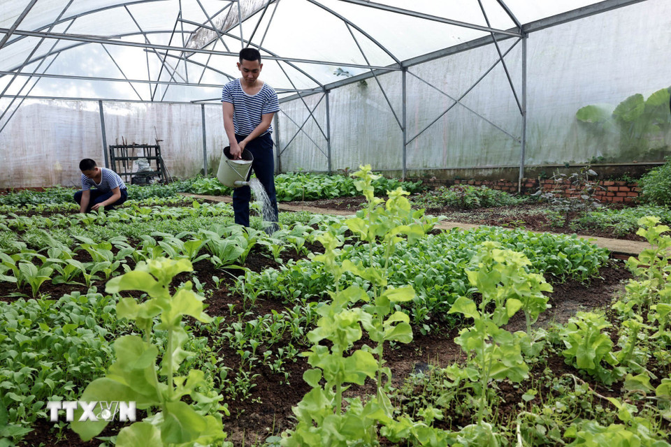 Nhà lưới trồng rau với nhiều loại đáp ứng bữa ăn hàng ngày của cán bộ, chiến sỹ trên đảo Hòn Chuối, Cà Mau. (Ảnh: Trần Việt/TTXVN)
