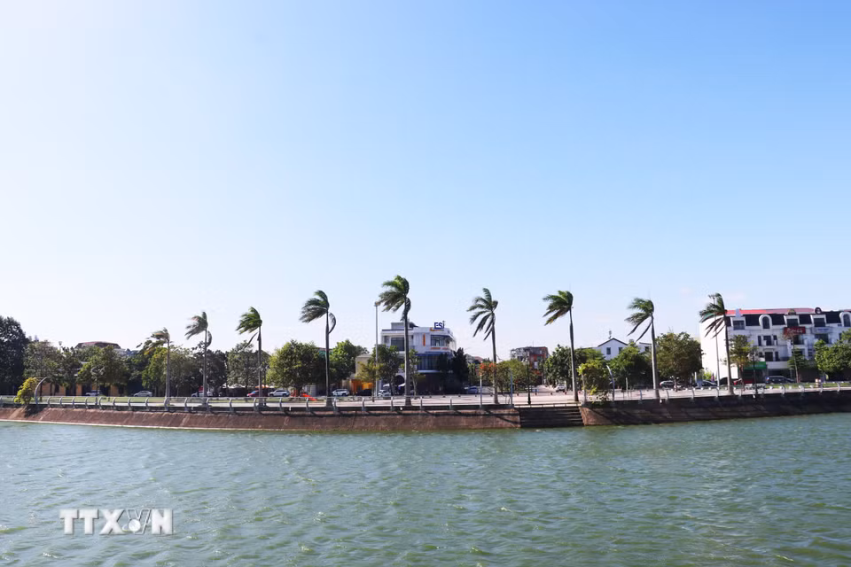 Chín cây cọ hoàng gia của Cuba được trồng trong công viên Fidel (phường Đông Hà, tỉnh Quảng Trị) tượng trưng cho tuổi 90 của lãnh tụ Fidel Castro. (Ảnh: Tường Vi/TTXVN)
