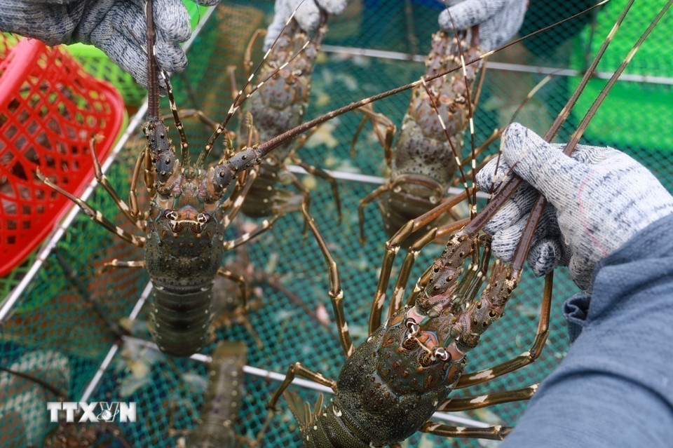 Tôm hùm phục vụ xuất khẩu được nuôi ở thị xã Sông Cầu, tỉnh Phú Yên. Xuất khẩu là động lực tăng trưởng GDP hàng đầu của Việt Nam. (Ảnh: Xuân Triệu/TTXVN)