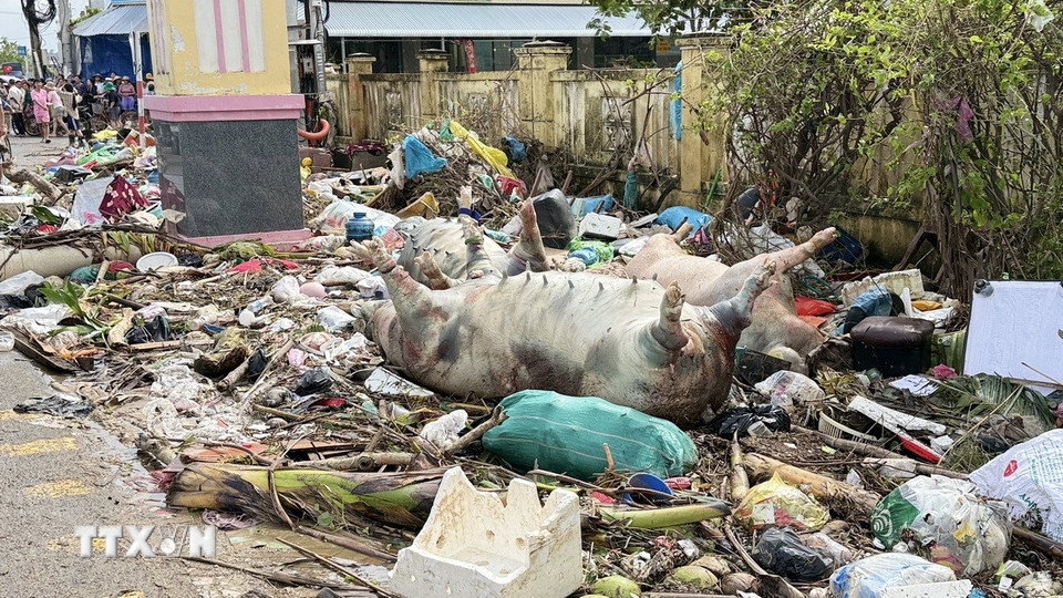 Gia súc chết trôi ngoài đường tại khu phố Quy Hậu (phường Tuy Hòa). (Ảnh: Tường Quân/TTXVN)