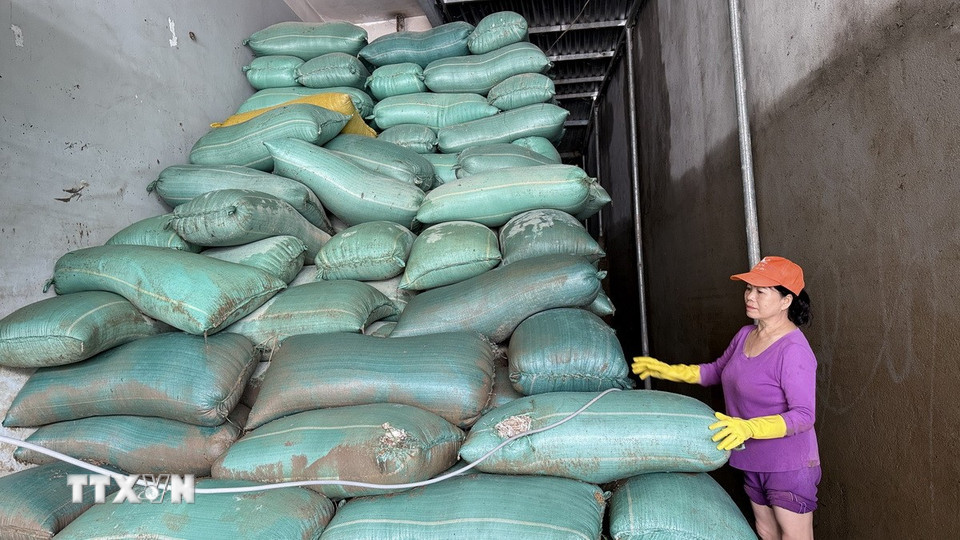 Hơn 300 tấn lúa của một người dân phường Tuy Hoà (Đắk Lắk) bị hư hại do ngâm trong nước nhiều ngày. (Ảnh: Tường Quân/TTXVN)