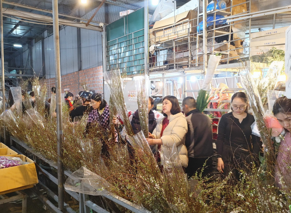 Hoa tuyết mai thu hút đông đảo người mua bởi vẻ đẹp tinh khôi. (Ảnh: Nguyễn Cúc/TTXVN)