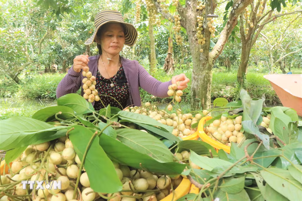 Do vài năm gần đây diện tích dâu Hạ Châu giảm nên dâu Hạ Châu thường được thương lái thu mua với giá cao, từ 10.000-20.000 đồng/kg tùy thời điểm. (Ảnh: Thu Hiền/TTXVN)