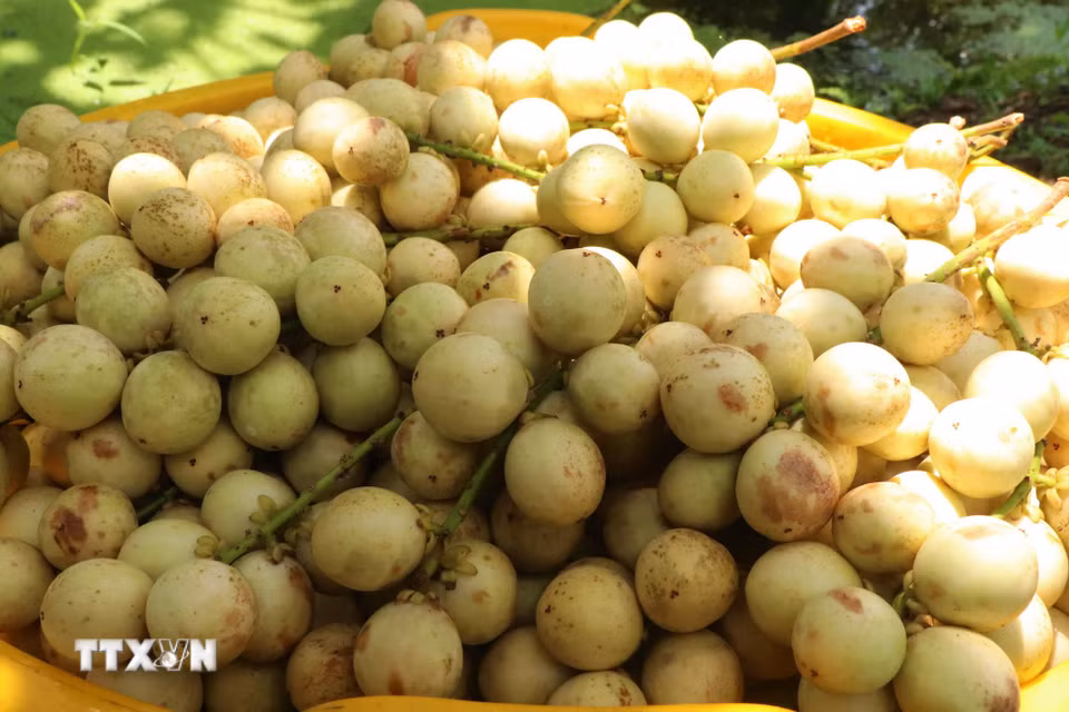Với những ưu điểm vượt trội về hình dáng, màu sắc cũng như chất lượng khiến dâu Hạ Châu rất được ưa chuộng. (Ảnh: Thu Hiền/TTXVN)