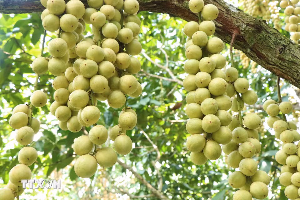 Dâu Hạ Châu được biết đến là một trong những loại trái cây đặc sản của vùng đất Tây Đô. (Ảnh: Thu Hiền/TTXVN)